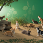 Illustration d'un programme Trap-Neuter-Return pour chats errants.